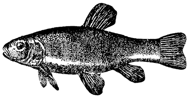 Bild vom Fisch Schleie