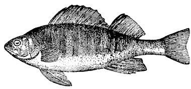 Bild vom Fisch Barsch