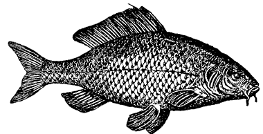 Bild vom Fisch Karpfen