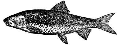 Bild vom Fisch Verschiedener Fisch