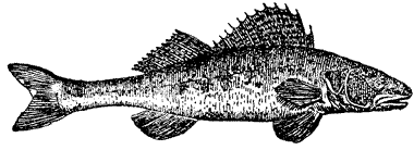 Bild vom Fisch Zander